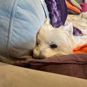 Meet your Posher, Noelle